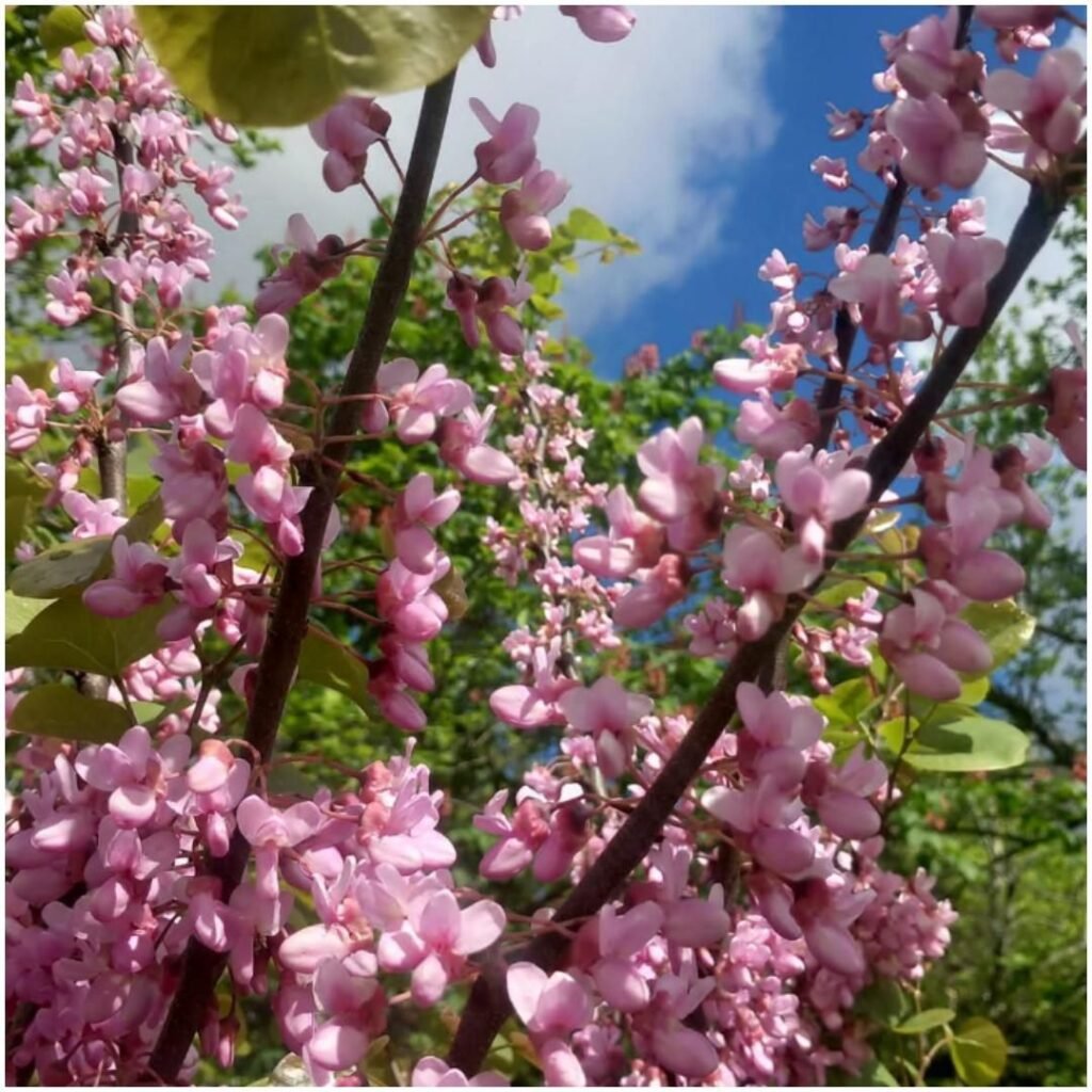 Blooming cherry blossoms - on Les Jonquilles Journal
