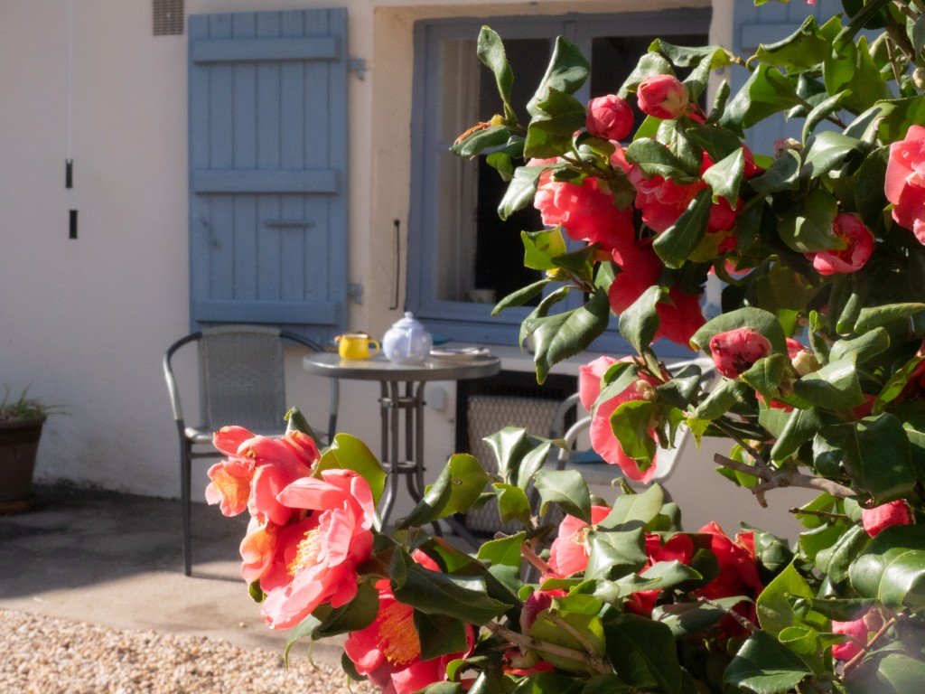 Pink flowers in springtime and afternoon tea on the terrace at Les Jonquilles. 