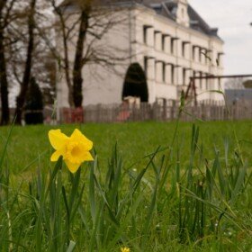 daffodil outside the mairie in chef-boutonne